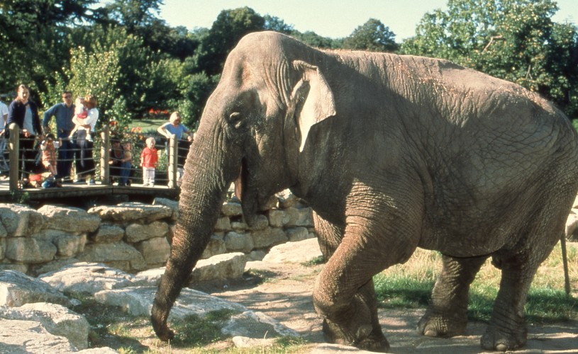 Wendy the elephant at Bristol Zoo Gardens